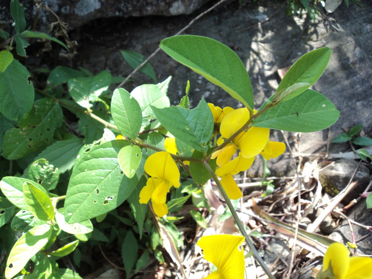 Crotalaria walkeri Arn.